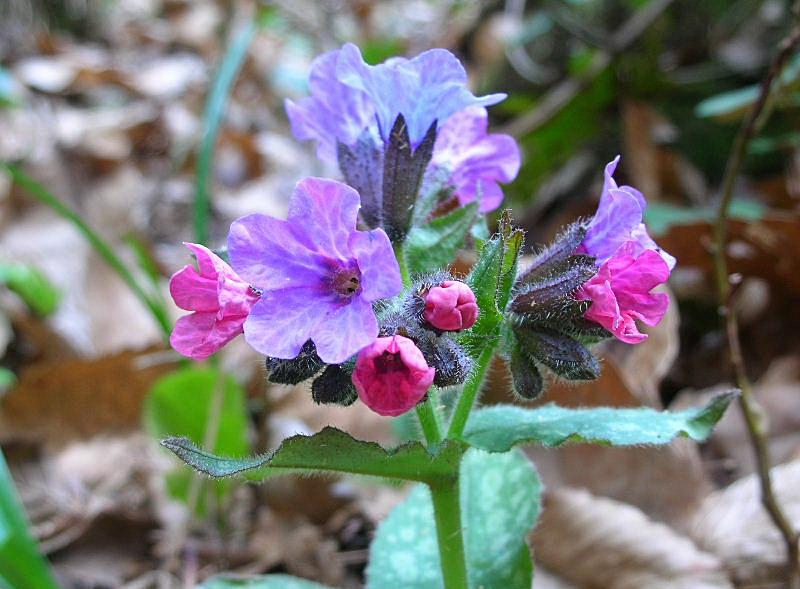 Pulmonaria officinalis / Polmonaria maggiore